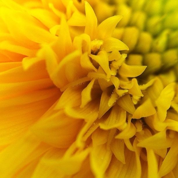 Sunflower - Teadybear🌻 Photograph by Lisa Worrell