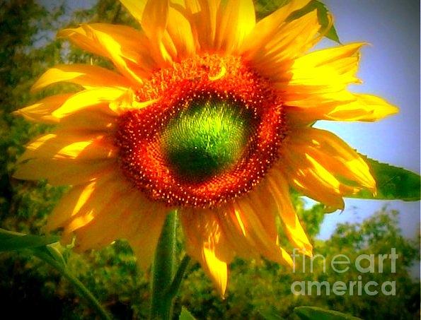 Sunflower - youve got a friend Photograph by Janine Riley