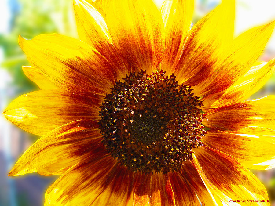 Sunflower 03 Photograph by Brian Gilna