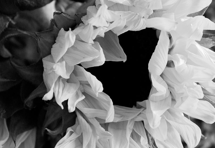 Sunflower 1 Black and White Photograph by Mary Bedy