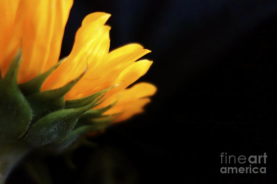 Sunflower 1 Photograph by Jacqueline Athmann