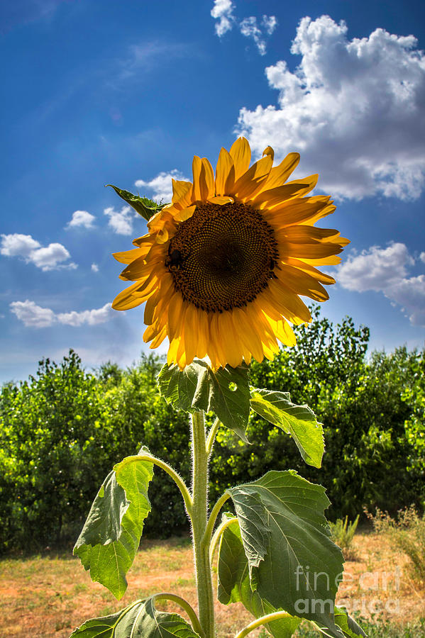Sunflower 1 Photograph by Jim McCain