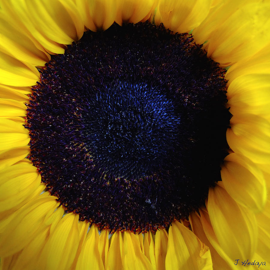 Sunflower 1 Photograph by Joseph Hedaya