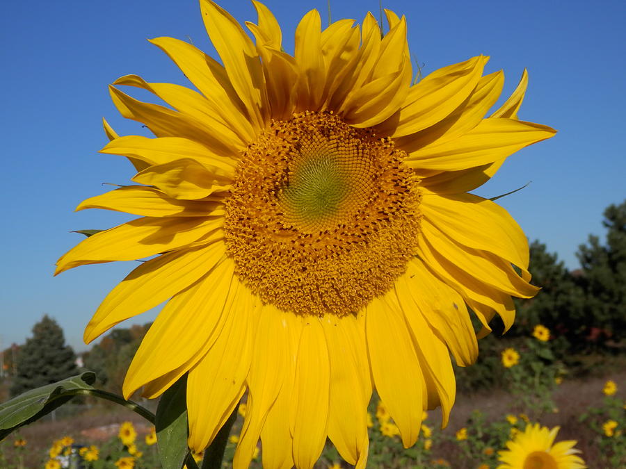Sunflower 1 Photograph by Pema Hou