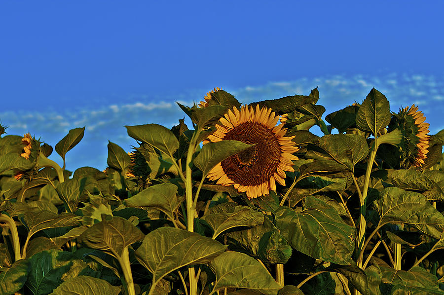 Sunflower 1 Photograph by SC Heffner