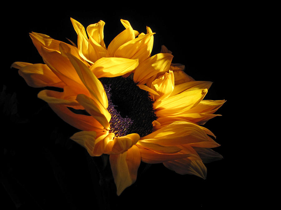 Sunflower 1045 Photograph by Don Spenner