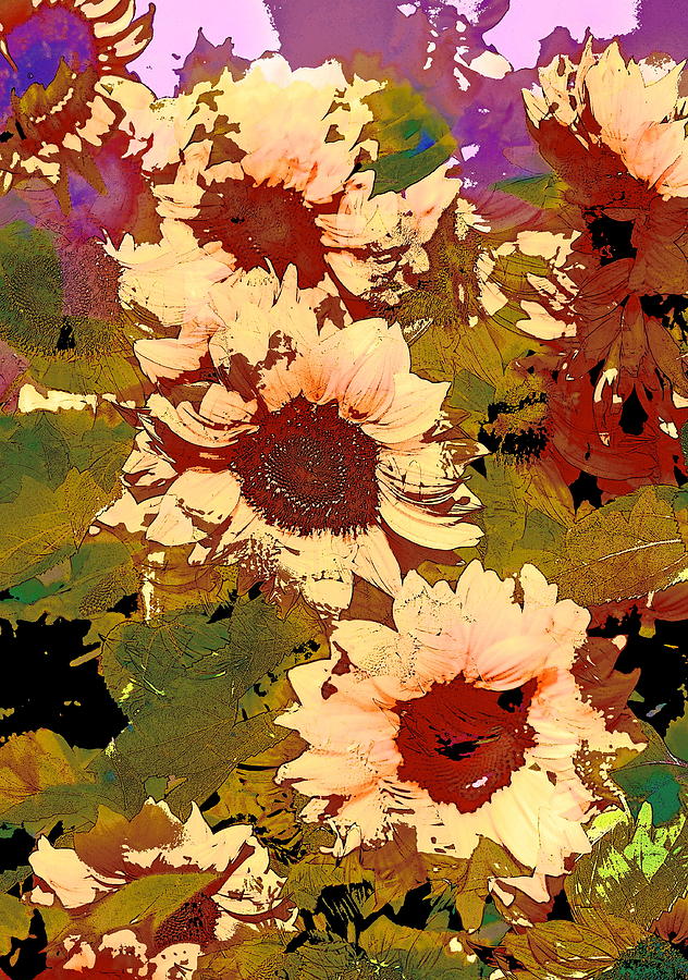 Flower Photograph - Sunflower 16 by Pamela Cooper