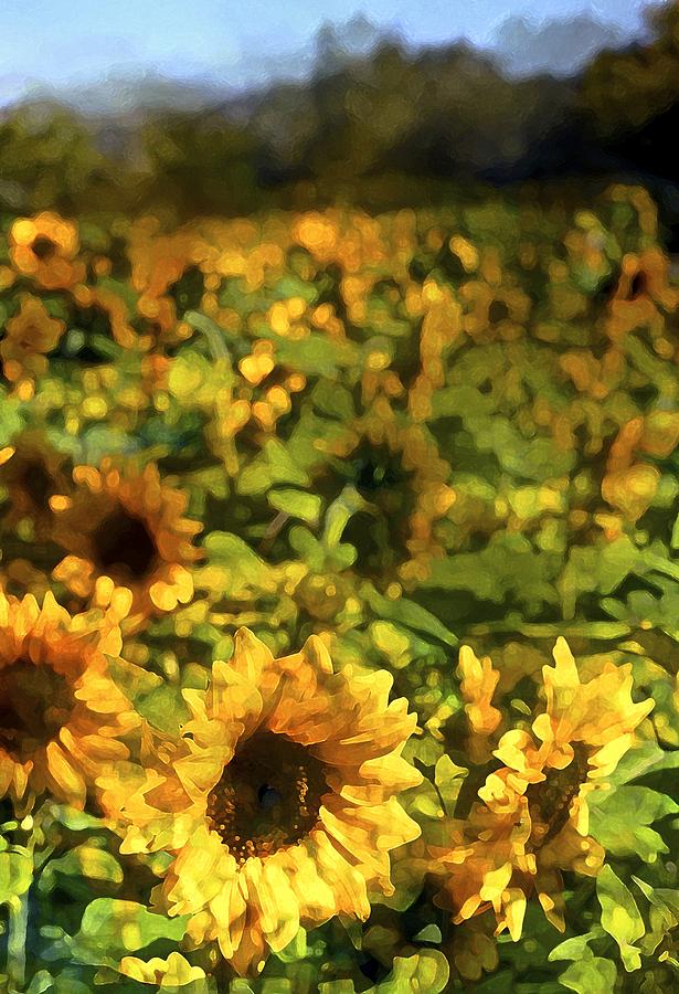 Sunflower 17 Photograph by Pamela Cooper