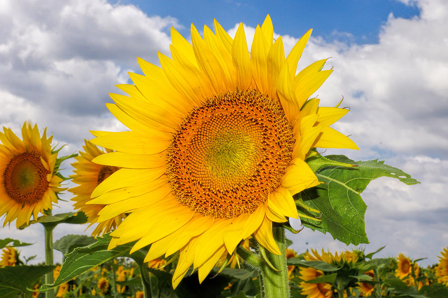 Sunflower 2 Photograph by Alan Hutchins