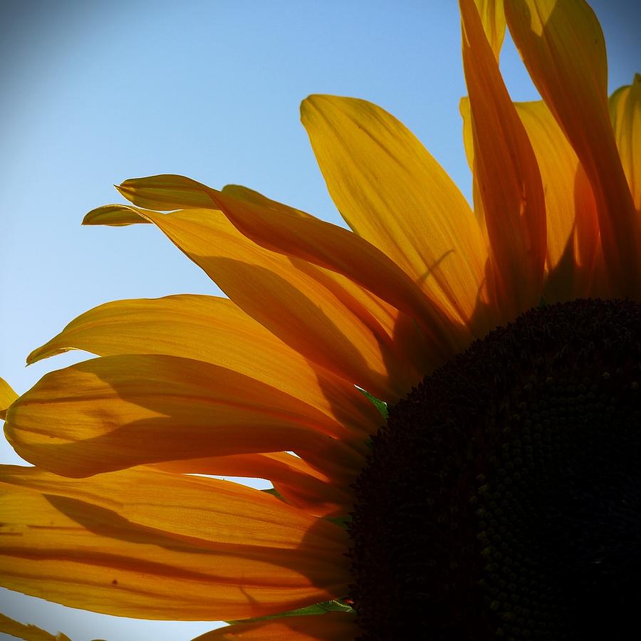 Sunflower 2 Photograph by Anne Thurston
