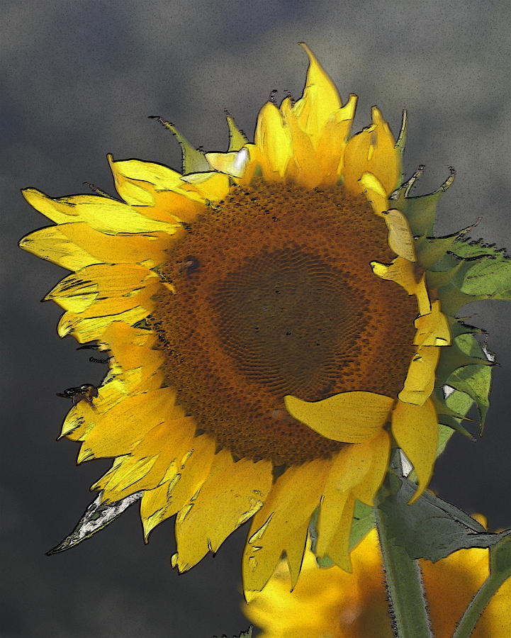Sunflower Photograph - Sunflower 2 by Cathy Lindsey