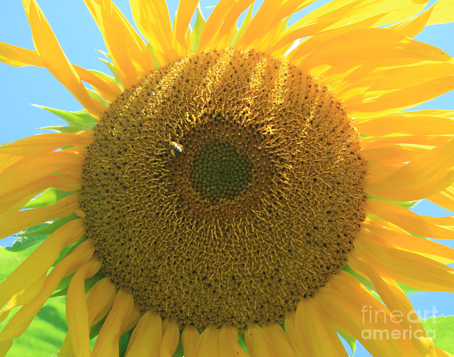 Sunflower Photograph - Sunflower 2 by Henry Ireland
