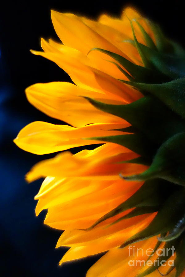 Sunflower 2 Photograph by Jacqueline Athmann