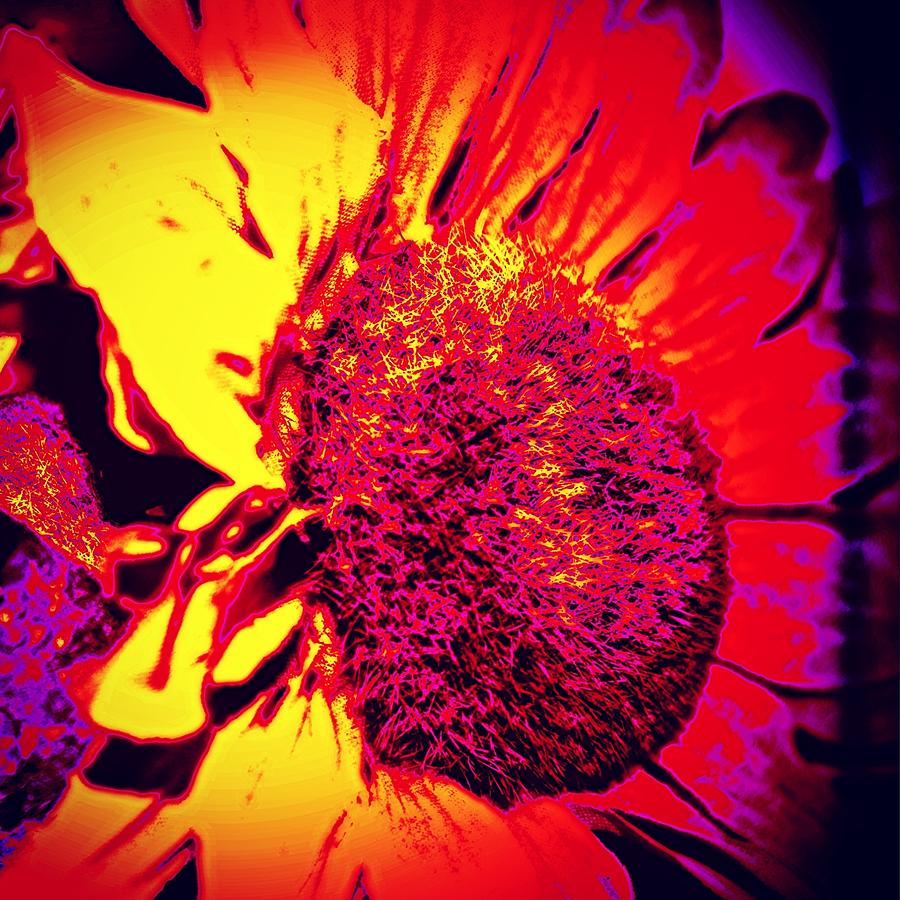 Sunflower 2 Photograph by Jason Roust