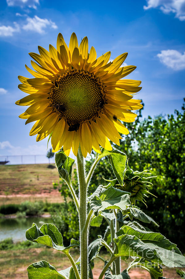 Sunflower 2 Photograph by Jim McCain