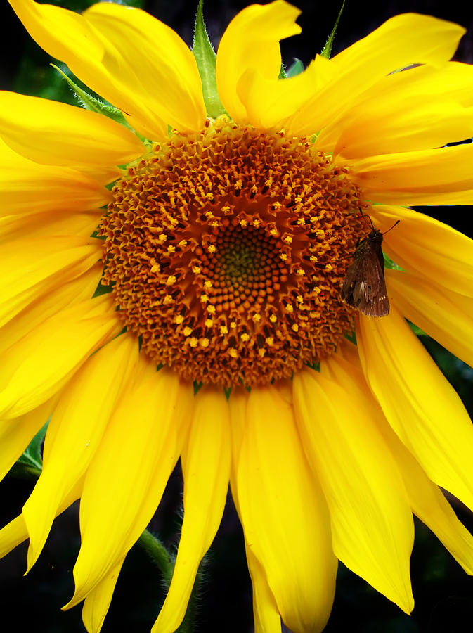 Sunflower 2 Photograph by Kara  Stewart
