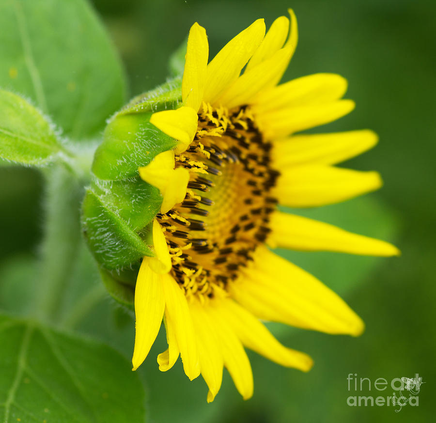 Sunflower 2 Photograph by Sandra Clark