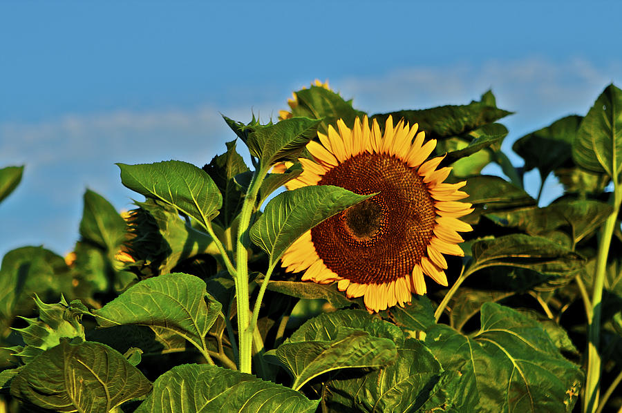 Sunflower 2 Photograph by SC Heffner