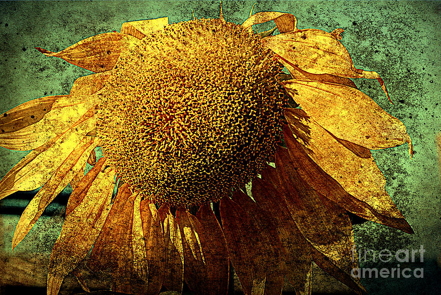 Sunflower 2 Photograph by Susanne Van Hulst