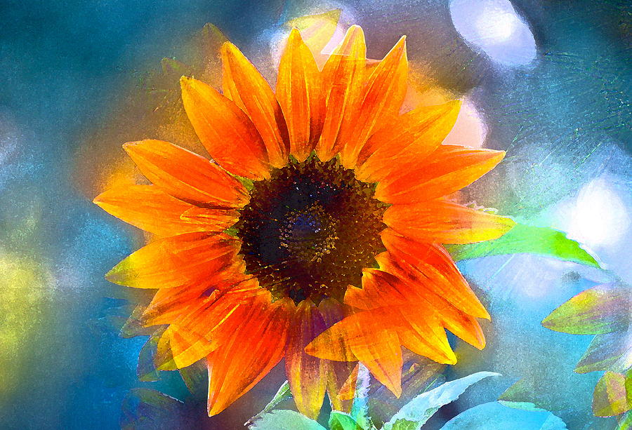 Flower Photograph - Sunflower 21 by Pamela Cooper