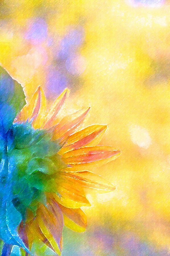 Flower Photograph - Sunflower 22 by Pamela Cooper