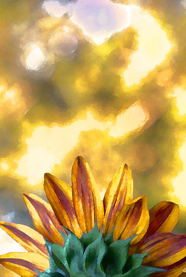 Sunflower 23 Photograph by Pamela Cooper