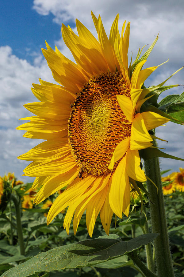 Sunflower 3 Photograph by Alan Hutchins