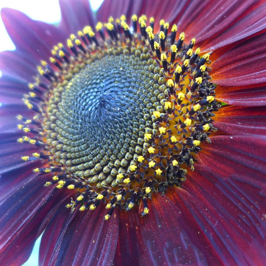 Sunflower 3 Photograph by Anne Thurston