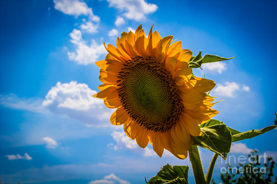 Sunflower 3 Photograph by Jim McCain