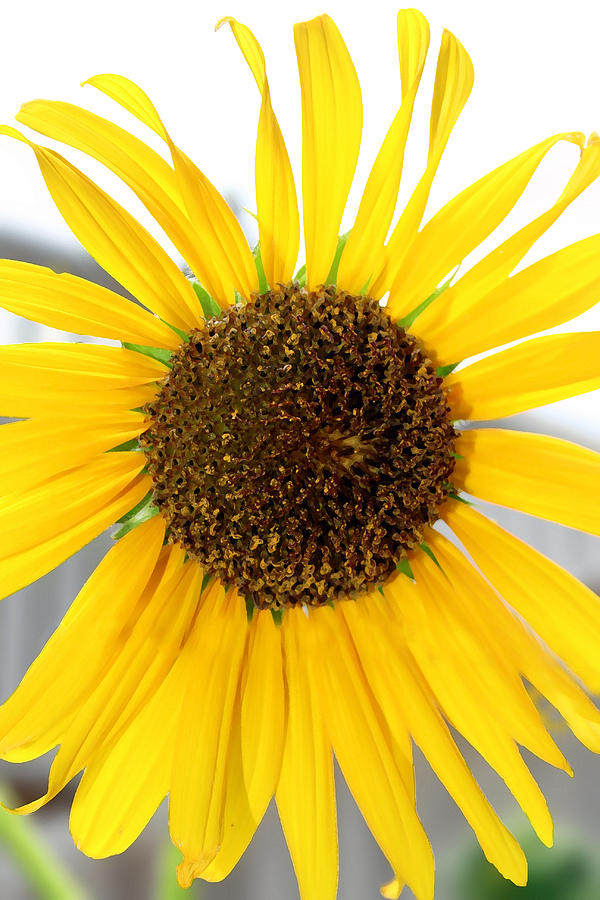 Sunflower 3 Digital Art by Kara  Stewart