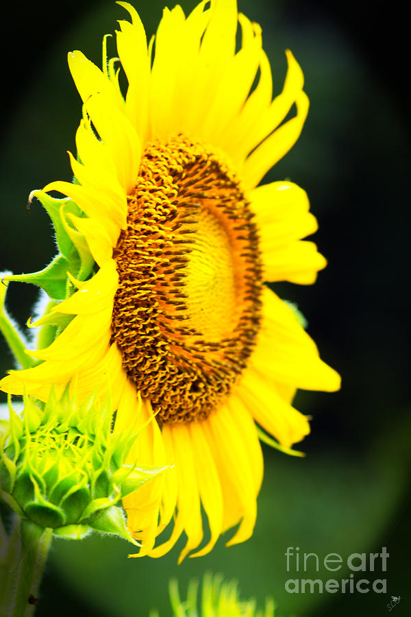 Sunflower 3 Photograph by Sandra Clark