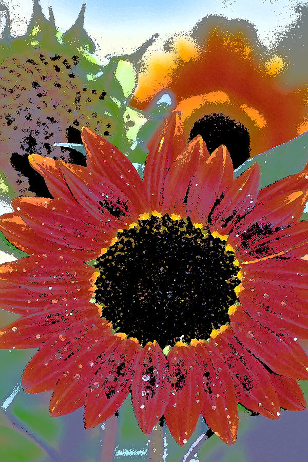 Flower Photograph - Sunflower 31 by Pamela Cooper