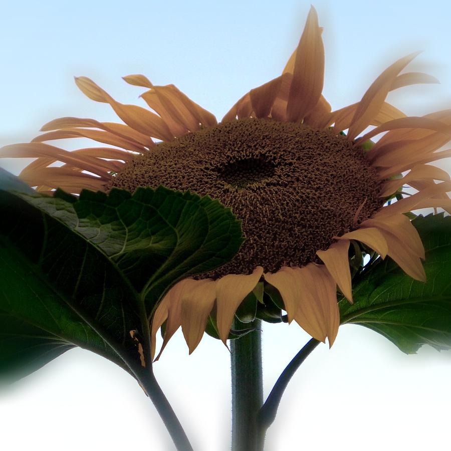 Sunflower 4 Photograph by Anne Thurston