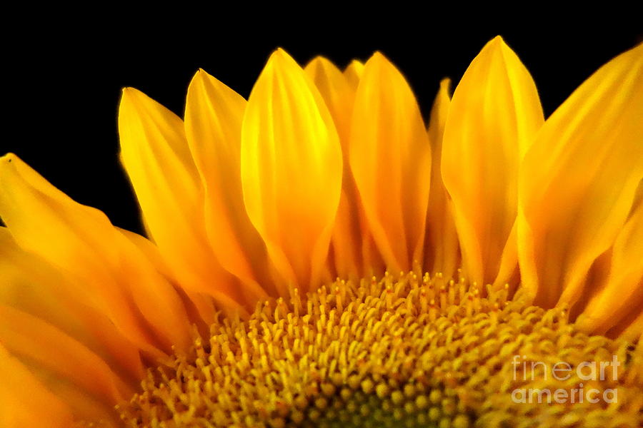 Sunflower 4 Photograph by Jacqueline Athmann