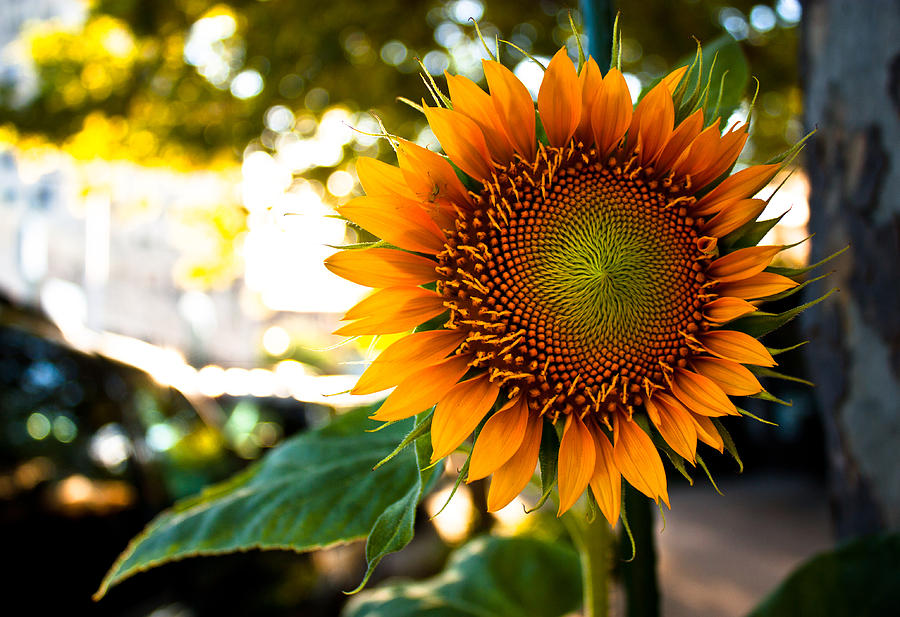 Sunflower Photograph - Sunflower 4 Street Life by David Forester