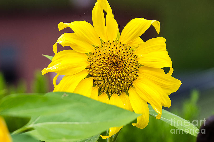 Sunflower Photograph - Sunflower 5.1400 by Stephen Parker