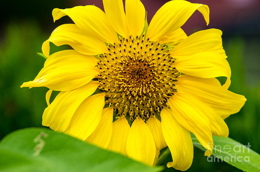 Sunflower Photograph - Sunflower 5.1404 by Stephen Parker