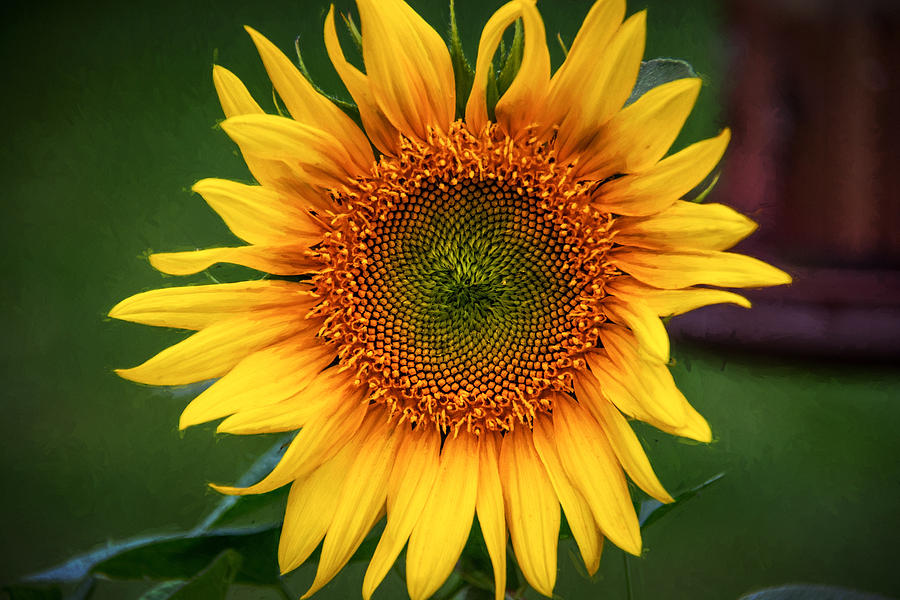 Flower Photograph - Sunflower 7K01649 by Guy Whiteley