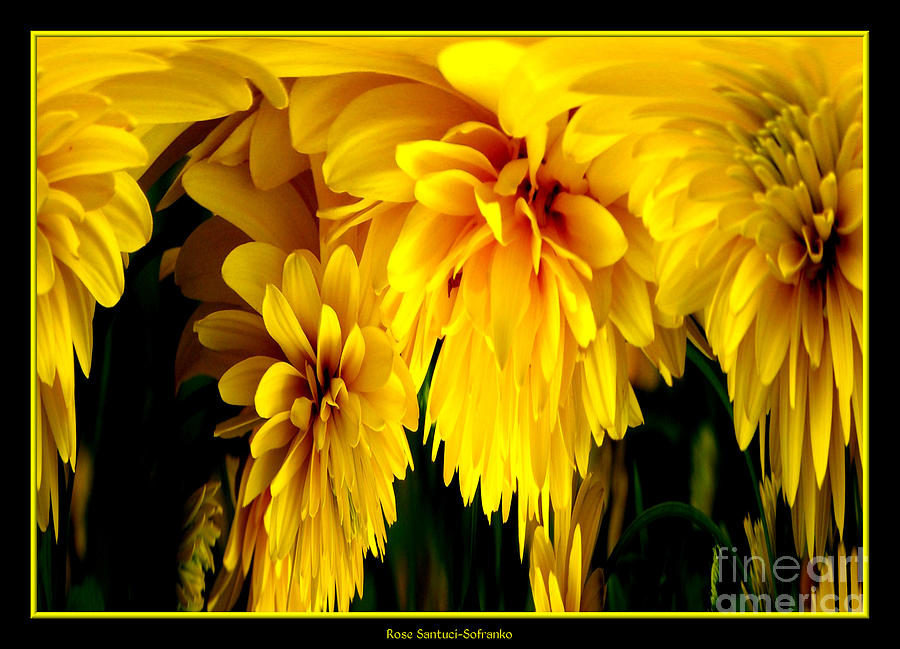 Sunflower Abstract 1 Photograph by Rose Santuci-Sofranko