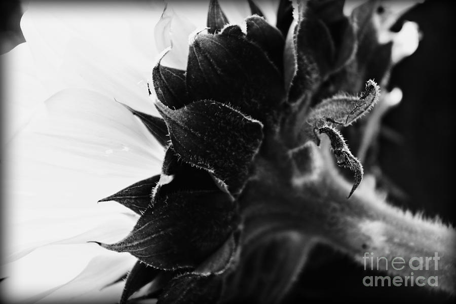 Sunflower Abstract 2 Photograph by Clare Bevan
