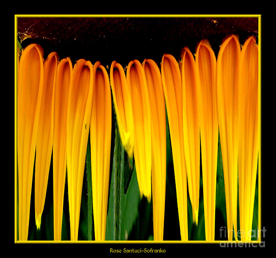 Sunflower Abstract 2 Photograph by Rose Santuci-Sofranko