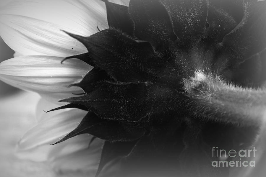 Sunflower Abstract 3 Photograph by Clare Bevan