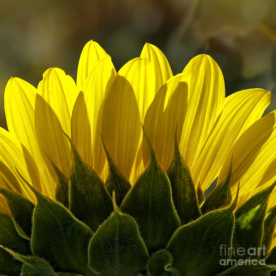 Sunflower Abstract by Nature Square Photograph by Lee Craig
