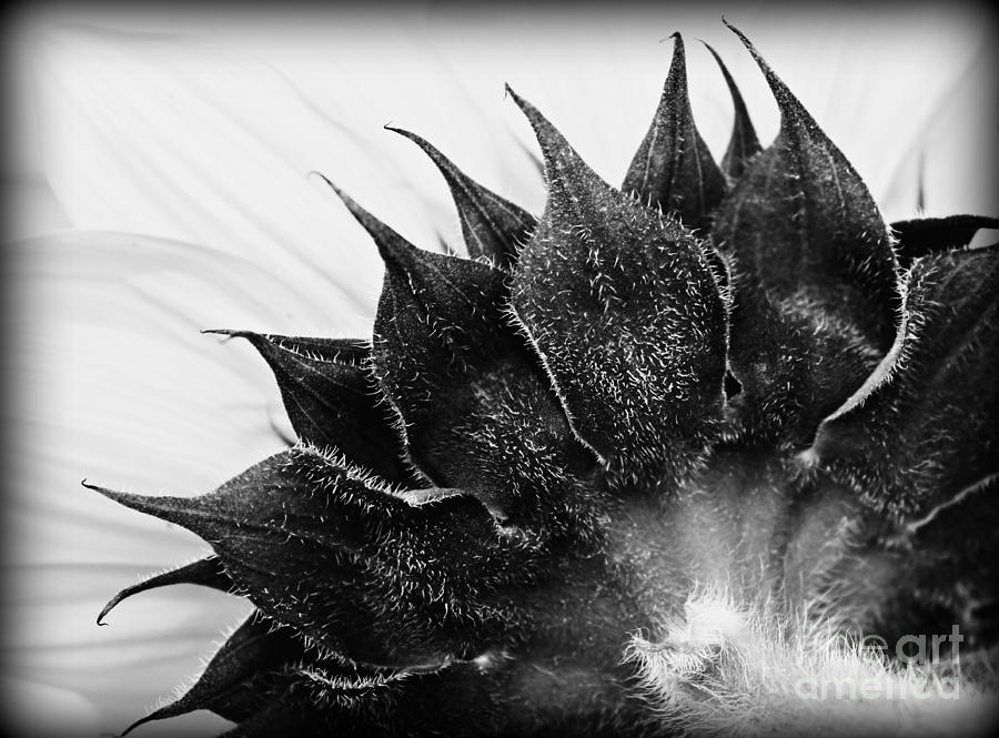 Sunflower Abstract Photograph by Clare Bevan