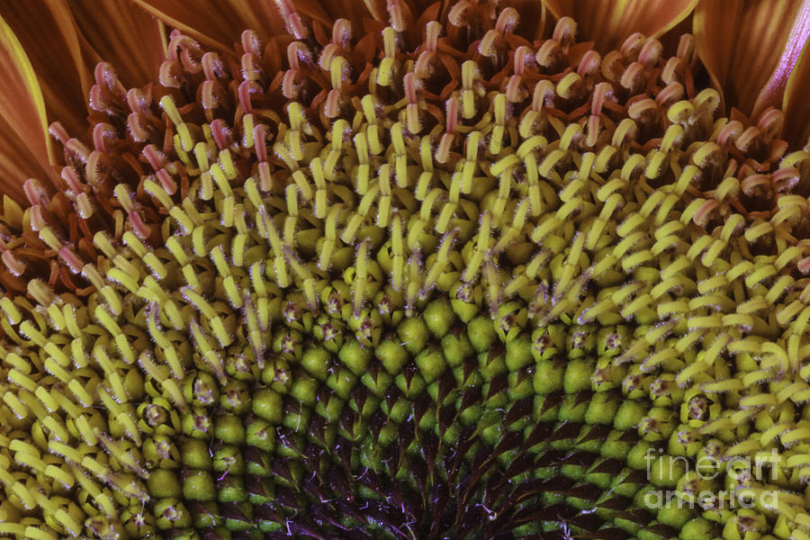 Sunflower Abstract Photograph by Mitch Shindelbower