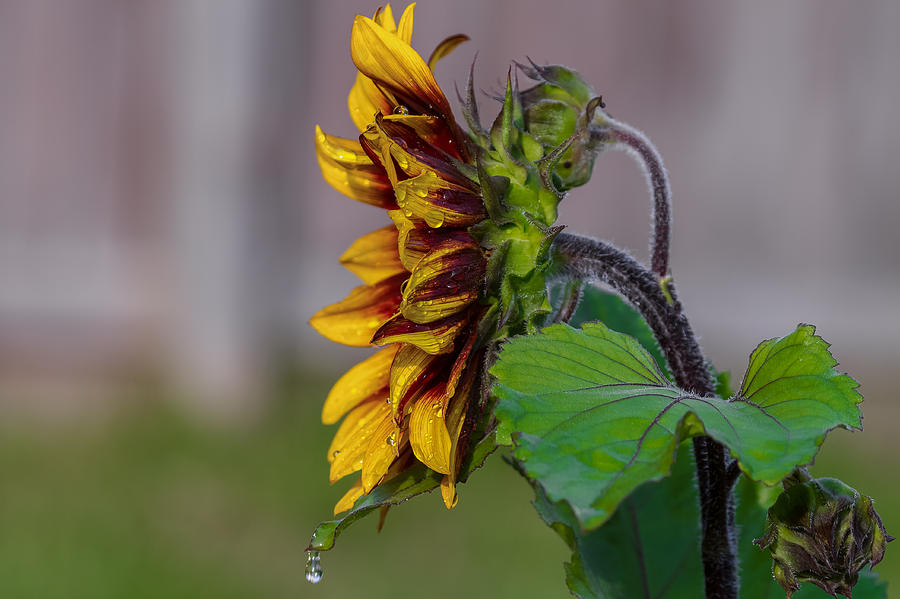 Sunflower After a Shower Photograph by Jerry Gammon