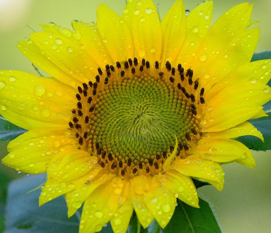 Sunflower Photograph - Sunflower after the rain by Judy Genovese