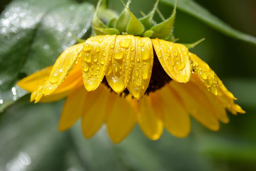 Sunflower Photograph - Sunflower after the Rain by Karen Majkrzak