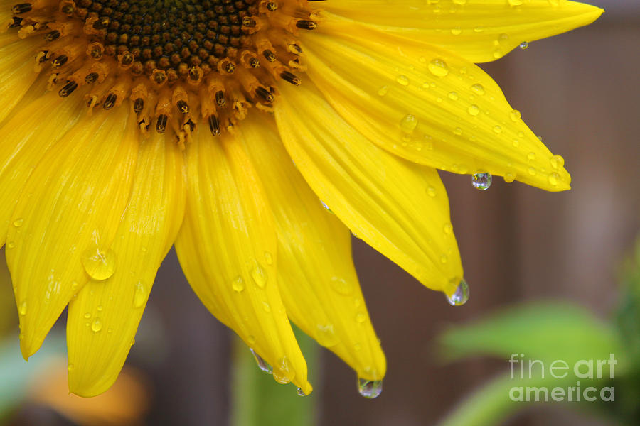Sunflower After the Rain Photograph by Nina Silver