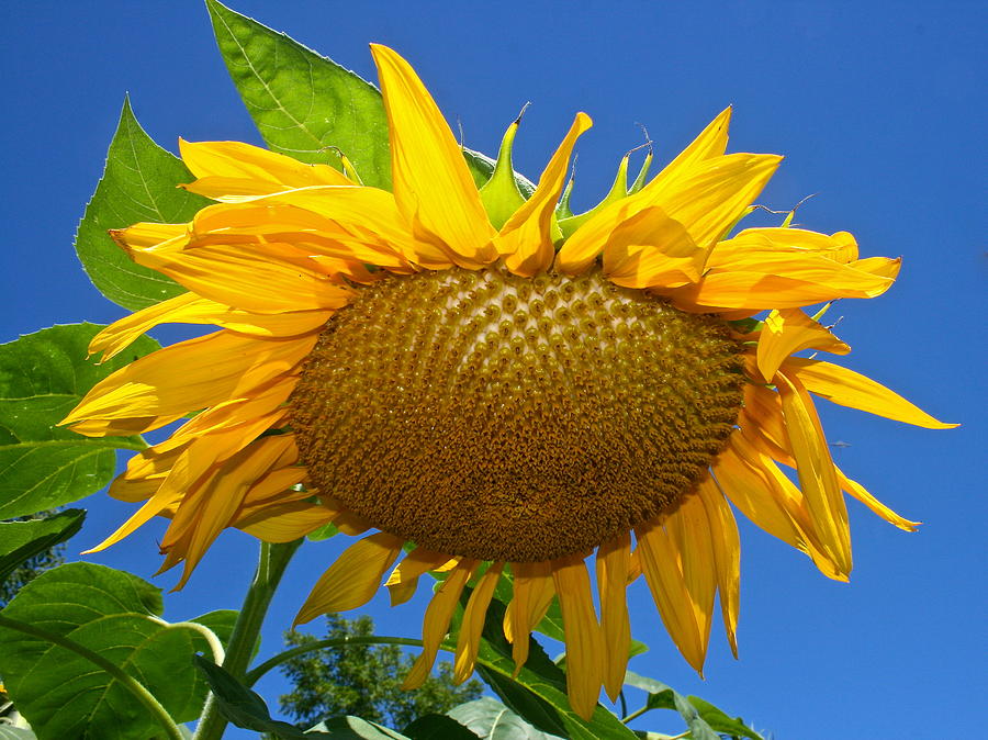 Sunflower Against A Blue Sky Photograph by Melany Raubolt - Fine Art ...